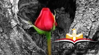 زهرة الحجر