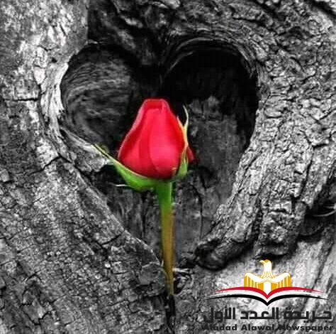 زهرة الحجر