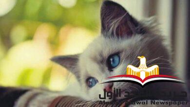 حكايات