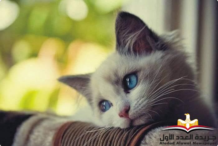 حكايات
