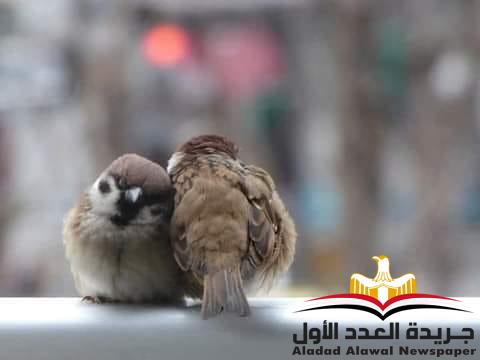 هو أنا ما لي؟!