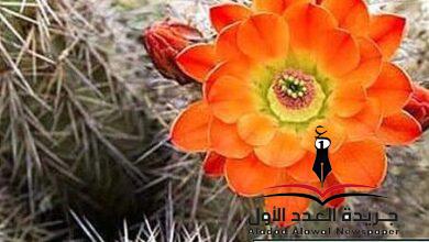 فلتتحالف قوى الجمال