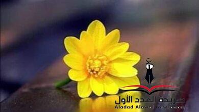 حلم