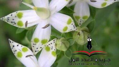 جايز