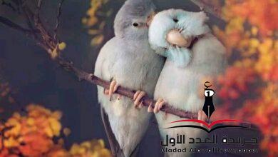 أضغاث وعود