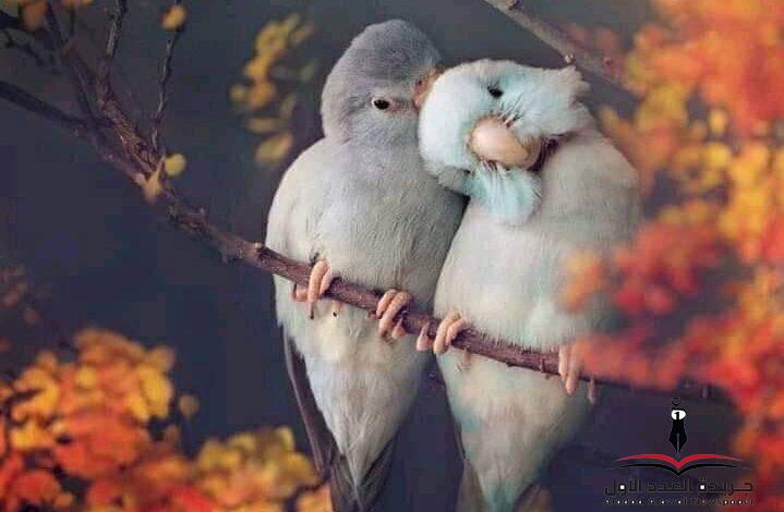 أضغاث وعود