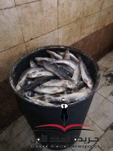 حملات مكبرة على مصانع الأسماك المدخنة بكفر الزيات