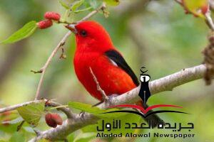 ياعصفورة