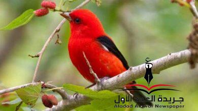 ياعصفورة