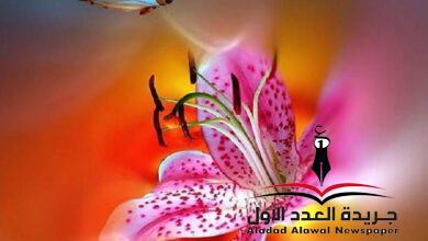 فراشة الأمنيات