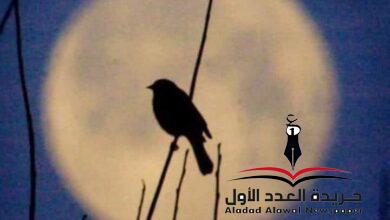 مشاعر!