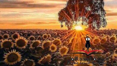 زهرة الشمس