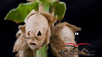 الصور والأخيلة في التجربة الأدبية بقلم: مصطفى نصر