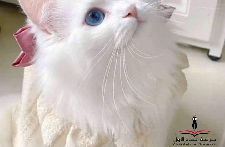 طفلة كبيرة