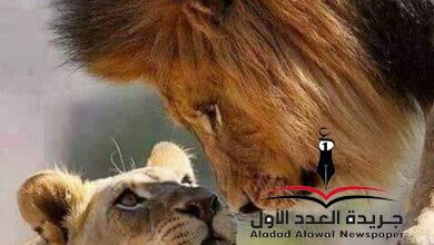 حرف علة وحرف ساكن بقلم: وحيد علي الجمال
