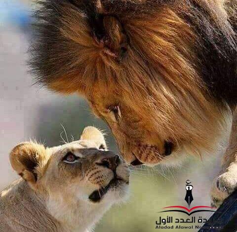 حرف علة وحرف ساكن بقلم: وحيد علي الجمال