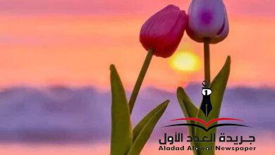 نبض بقلم شيماء محمد الجمل