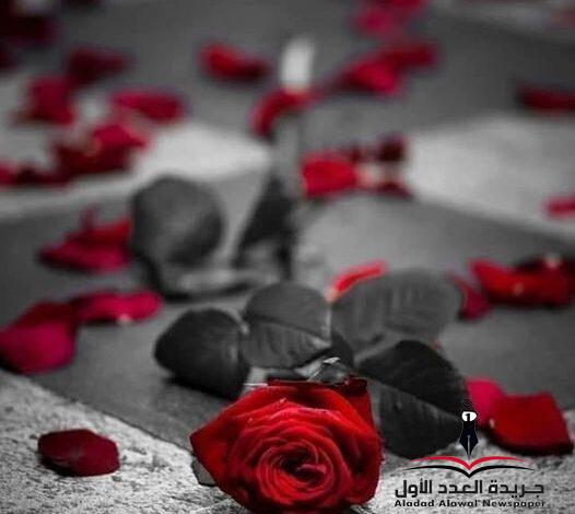ماذا لو نطق الحب؟ بقلم رشا كمال