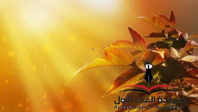 للنُّورِ أنتِ بقلم: رشا لطفي