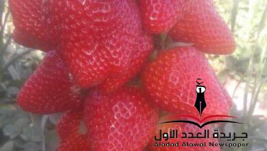 دعوة للجنة