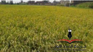 بداية حصاد محصول الأرز الشعير فى كفر الشيخ
