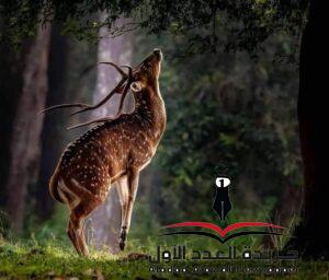 لماذا تغيرت بقلم نوال مرتضى 