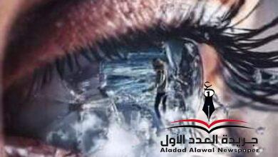 حماقة.. بقلم: عبير سعد