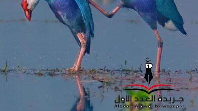 يَا صَاحِبِي بقلم: عتاب المصري