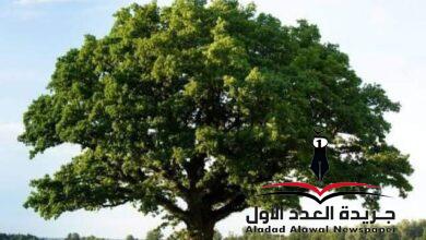 سوف أدفع الثمن بقلم: مصطفى نصر