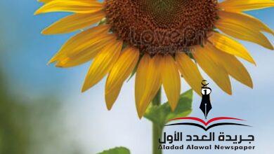 ما هو النبات؟ بقلم: طلعت عبد الرحيم