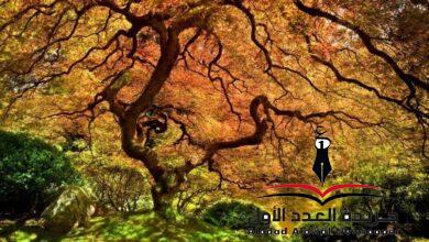 شجرة القيقب للكاتبة: سكينة الشرقاوي