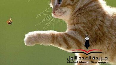 أحبك، ولكن! بقلم: عزت أباظة