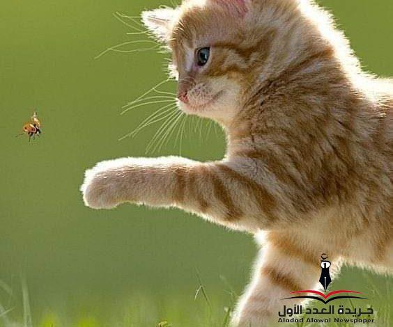 أحبك، ولكن! بقلم: عزت أباظة
