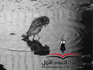 أتيتك طائعةبقلم: ولاء العشري
