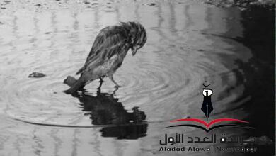 أتيتك طائعة بقلم: ولاء العشري