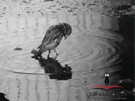 أتيتك طائعة بقلم: ولاء العشري
