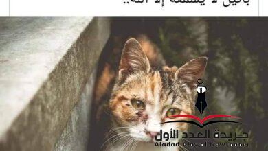 الشخصية النرجسية بقلم: نجوى فتحي