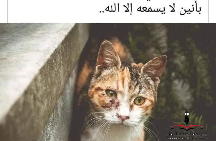 الشخصية النرجسية بقلم: نجوى فتحي