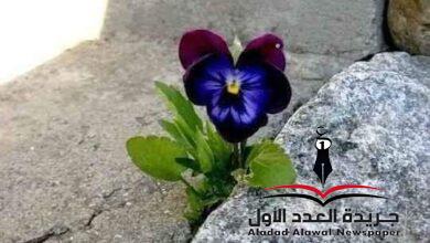 انتصار بقلم: ولاء عبدالمنعم