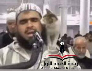القط يداعب مهساسا