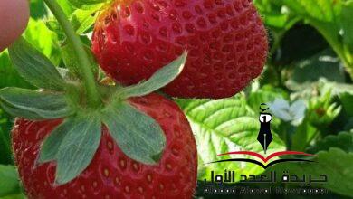 ثمرة الفراوله