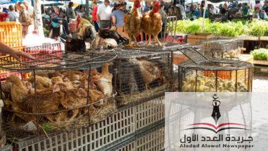 أسعار الدواجن البيضاء والبلدي اليوم السبت 26-4-2025 في أسواق الإسكندرية - جريدة العدد الأول