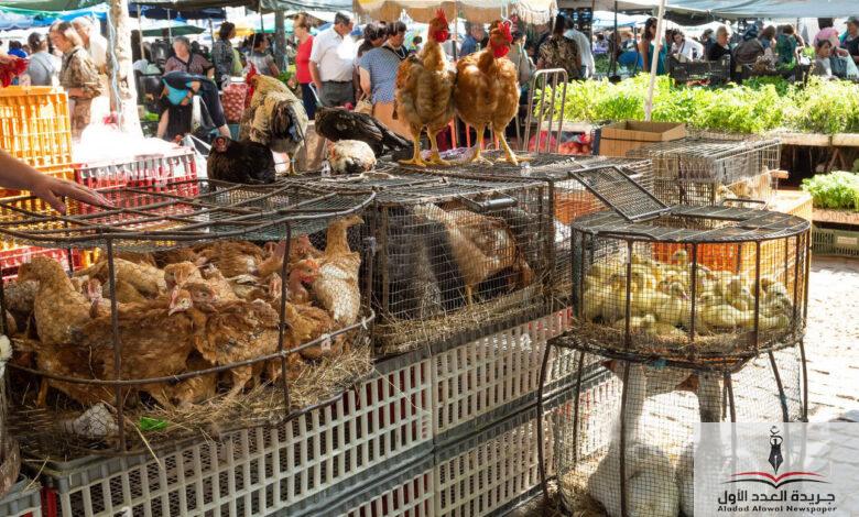 أسعار الدواجن البيضاء والبلدي اليوم السبت 26-4-2025 في أسواق الإسكندرية - جريدة العدد الأول