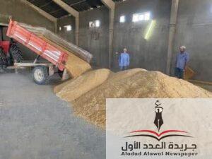 البحوث الزراعية تُنهي عمليات الحصاد الميكانيكي لمحصول الحنطة للموسم الزراعي 2024 2025