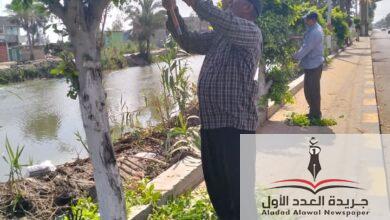 متابعه مجلس مدينة المنزلة الدقهلية بالاهتمام للمظهر الجمالى والحضارى