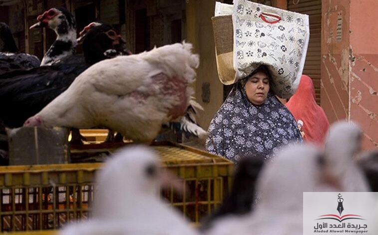 تراجع في أسعار البيض واستقرار في أسعار الدواجن واللحوم الحمراء - جريدة العدد الأول