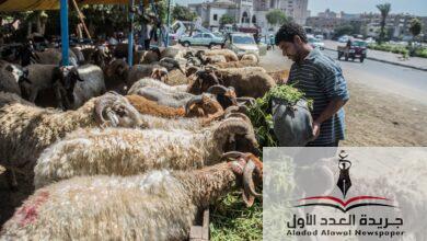 محافظة الإسكندرية تحصل 650 ألف جنيه غرامات إقامة شوادر أضاحي في الطرق العامة - جريدة العدد الأول