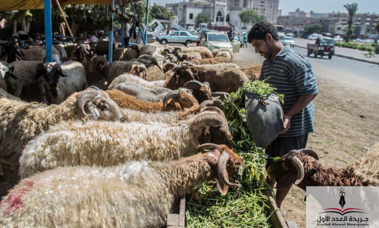 محافظة الإسكندرية تحصل 650 ألف جنيه غرامات إقامة شوادر أضاحي في الطرق العامة - جريدة العدد الأول